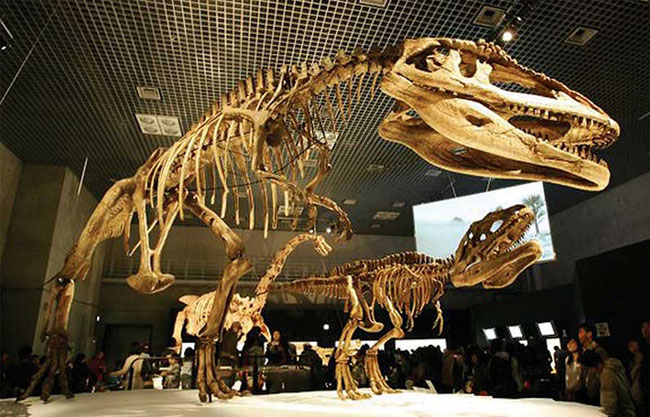 Dinosaur's Fossil Replicate for the Museum