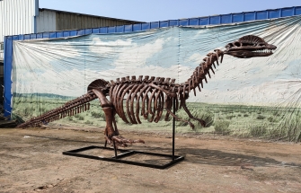 Realistic artificial fiberglass dinosaur skeleton fossil model